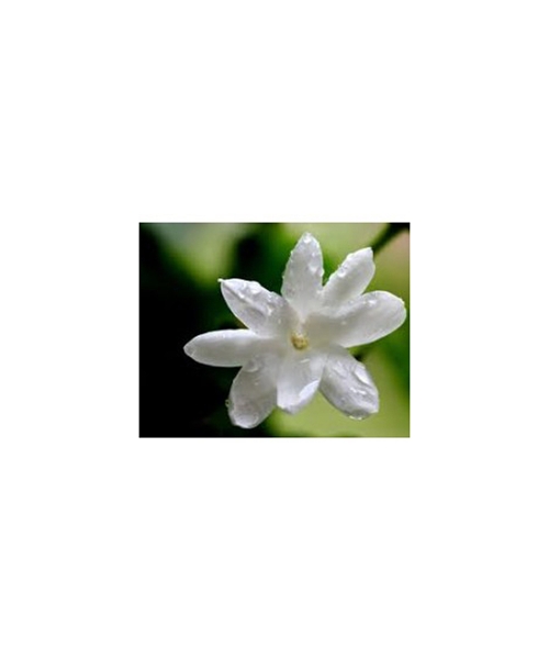 ジャスミン インディア 2ml