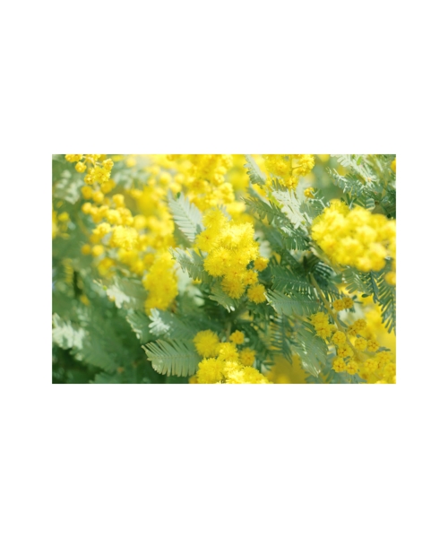 ミモザ マロック 2ml