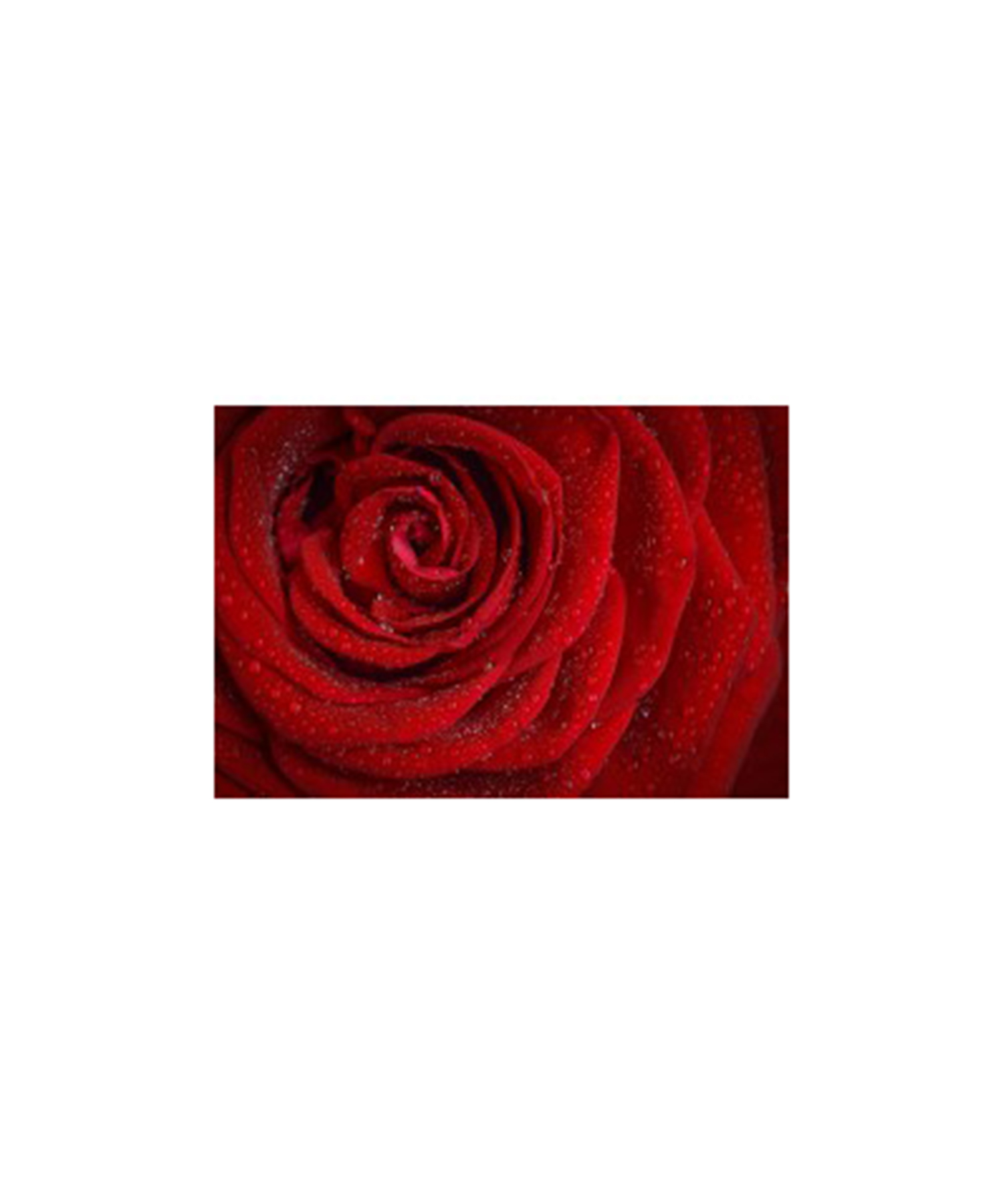 ローズマロック 2ml