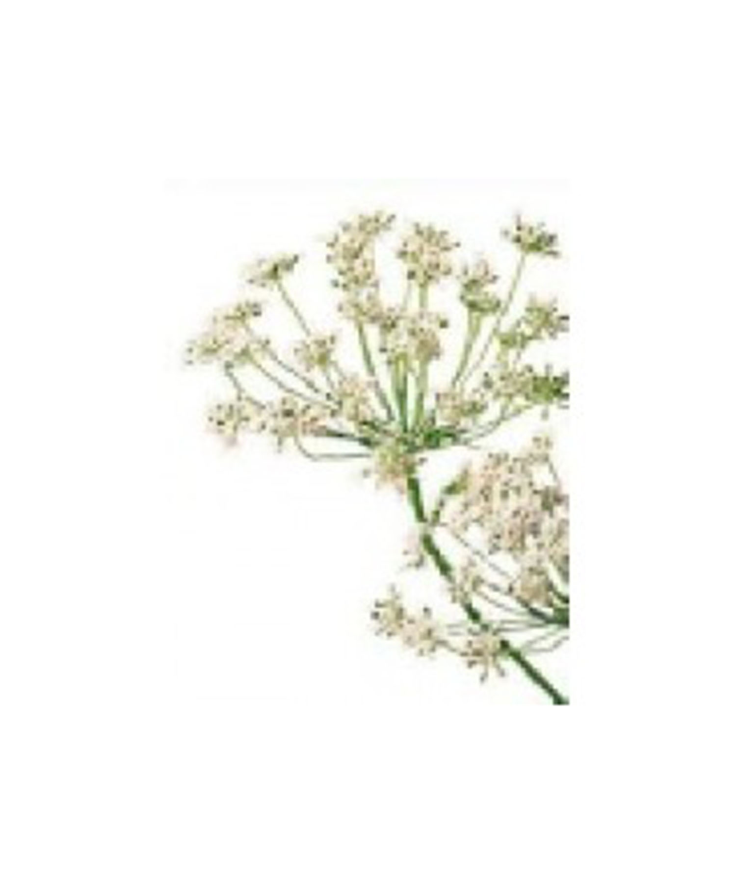 キャロットシード 5ml