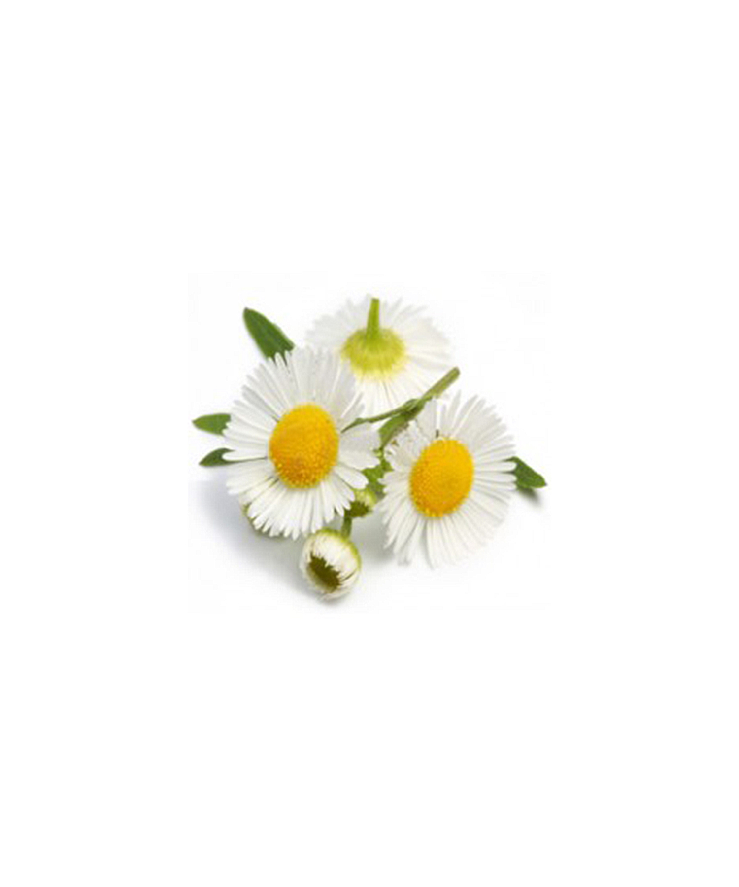 カモマイル ジャーマン 5ml