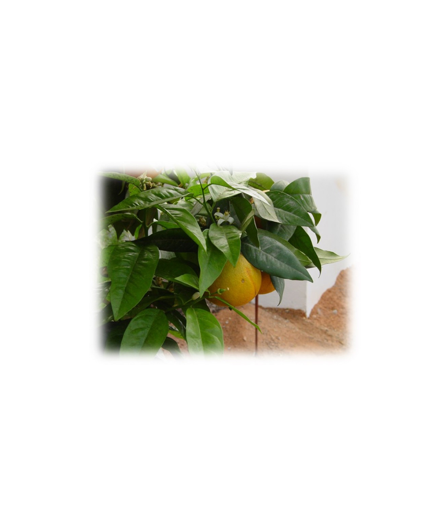 グレープフルーツ ホワイト 10ml