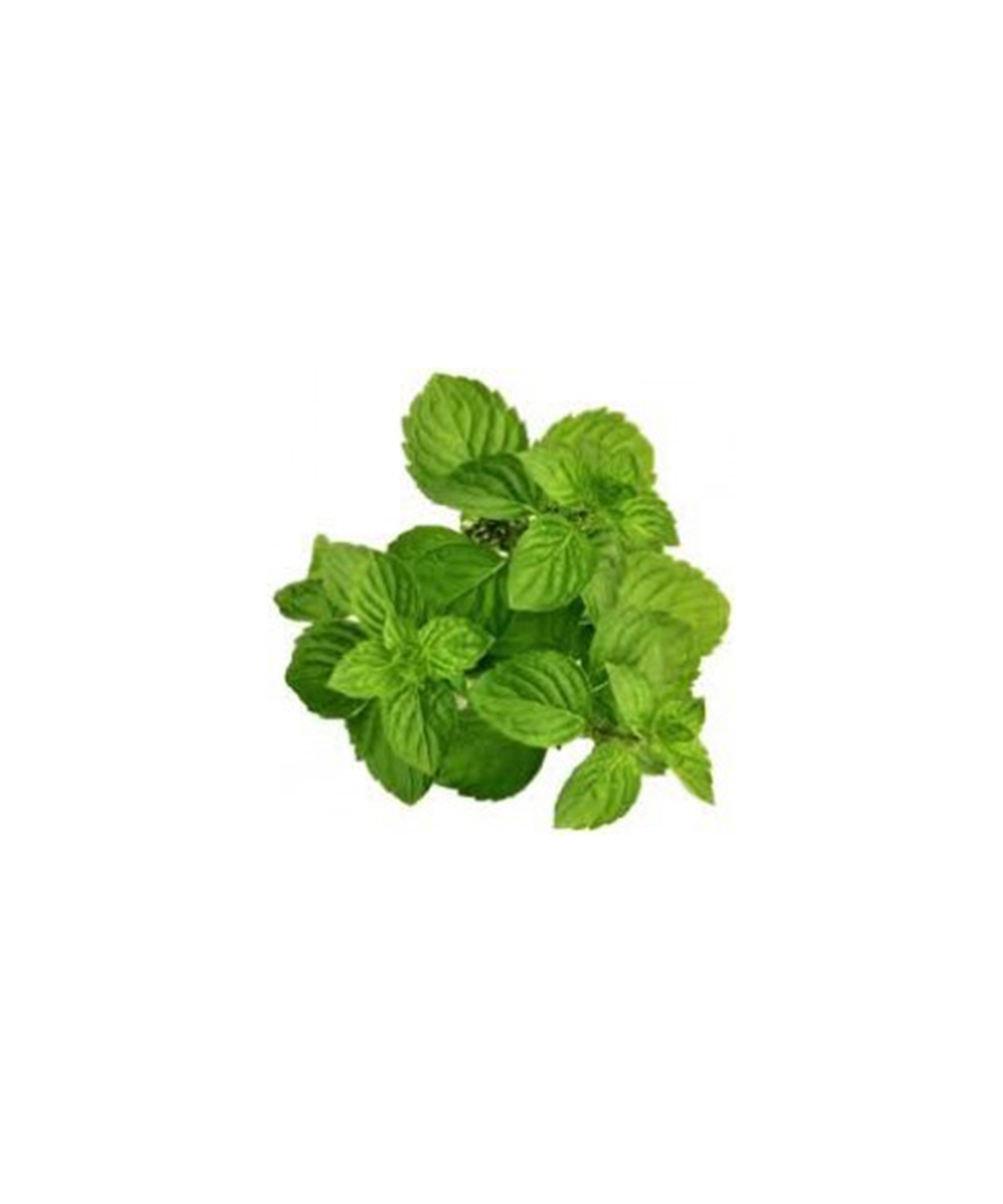 スペアミント 5ml