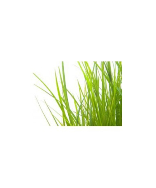 パルマローザ 5ml