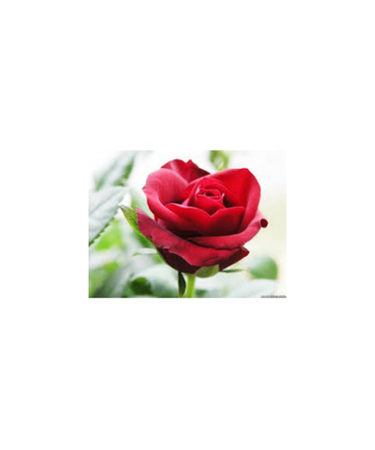 ローズオットー 2ml