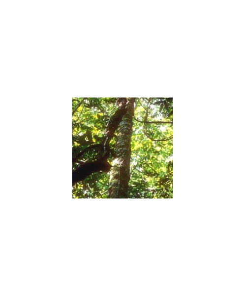 ローズウッド インディア 10ml