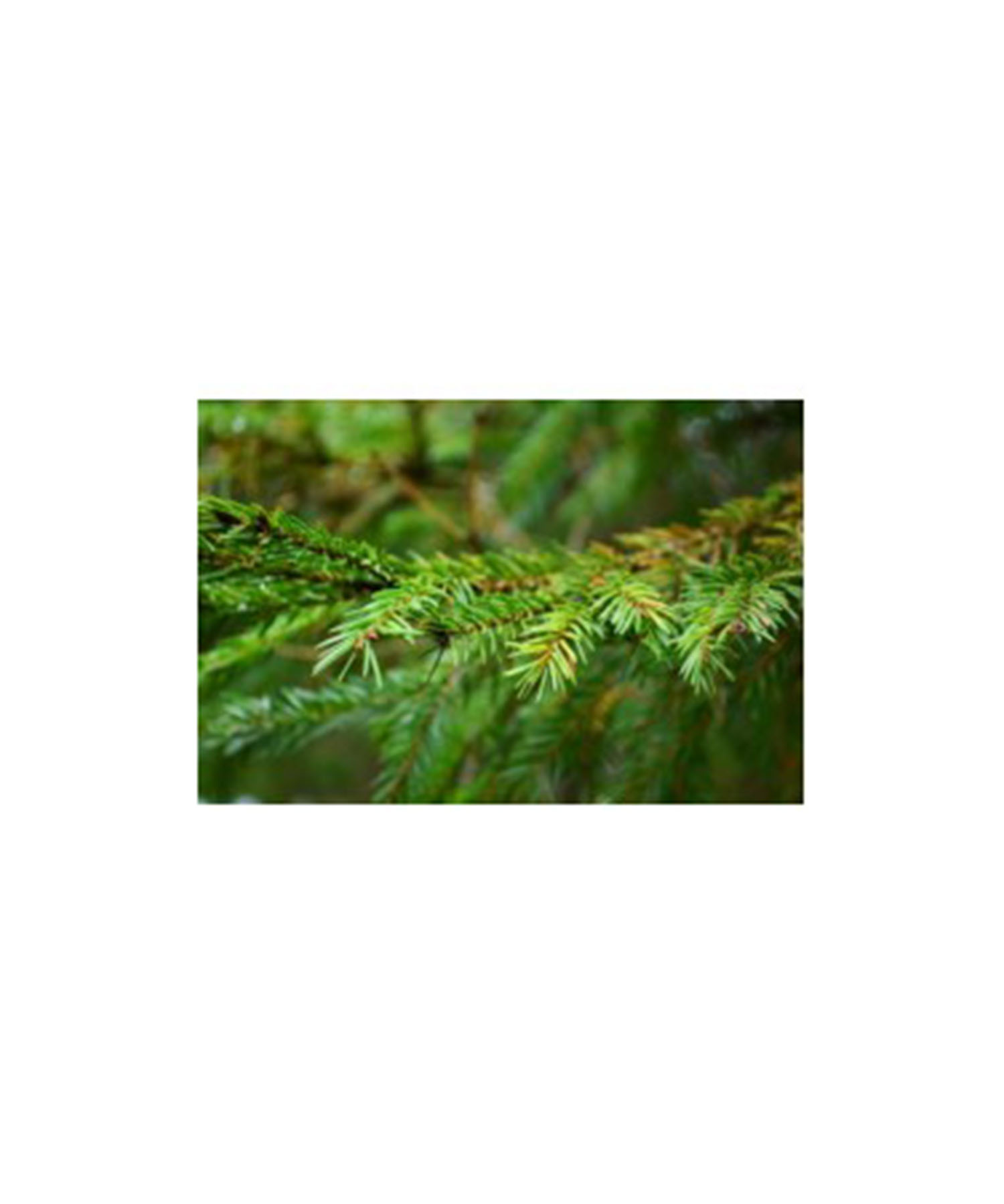 スプルース　ブラック 5ml