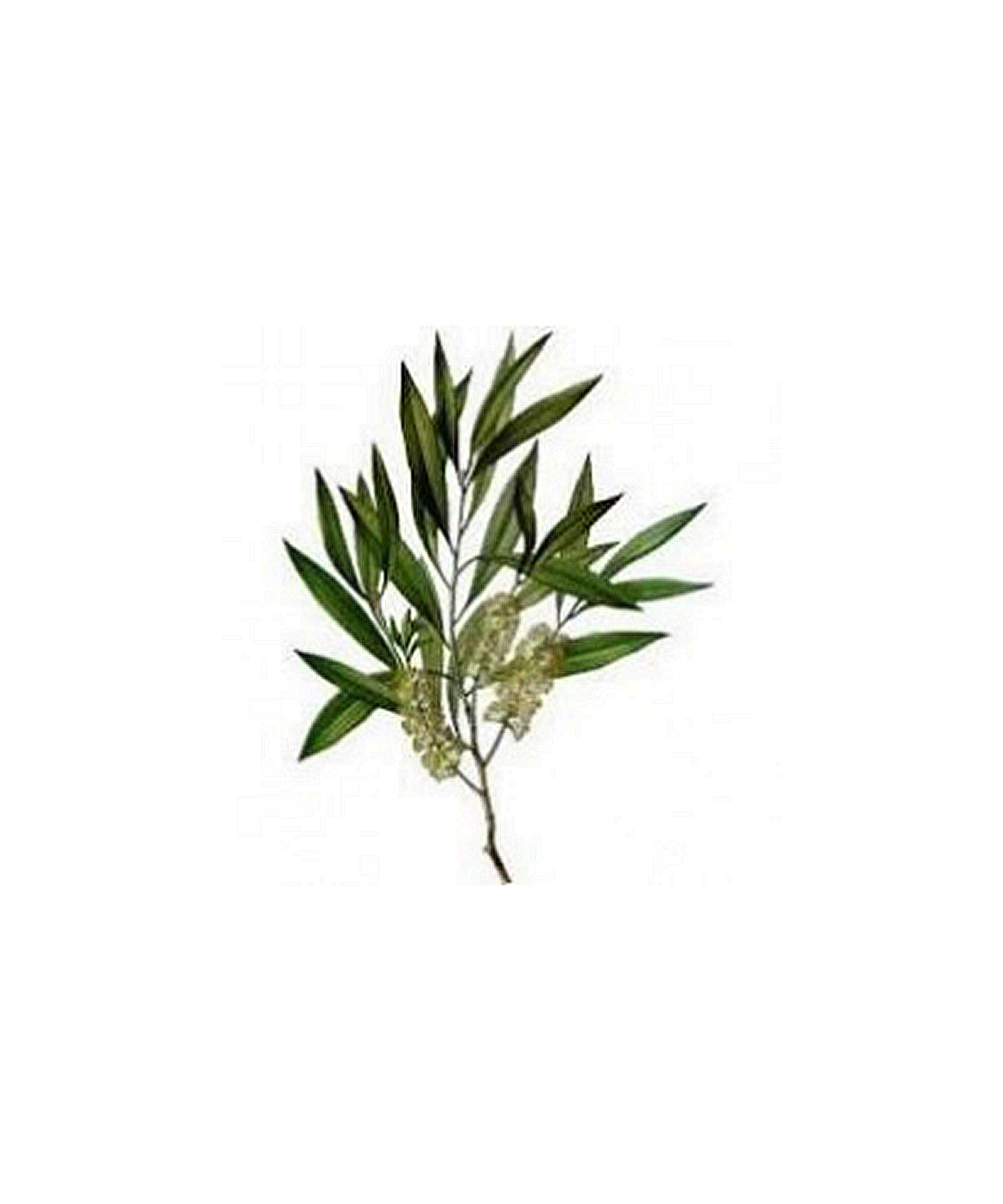 ティートリー 10ml