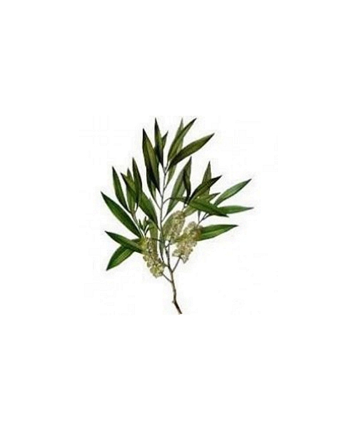 ティートリー 10ml