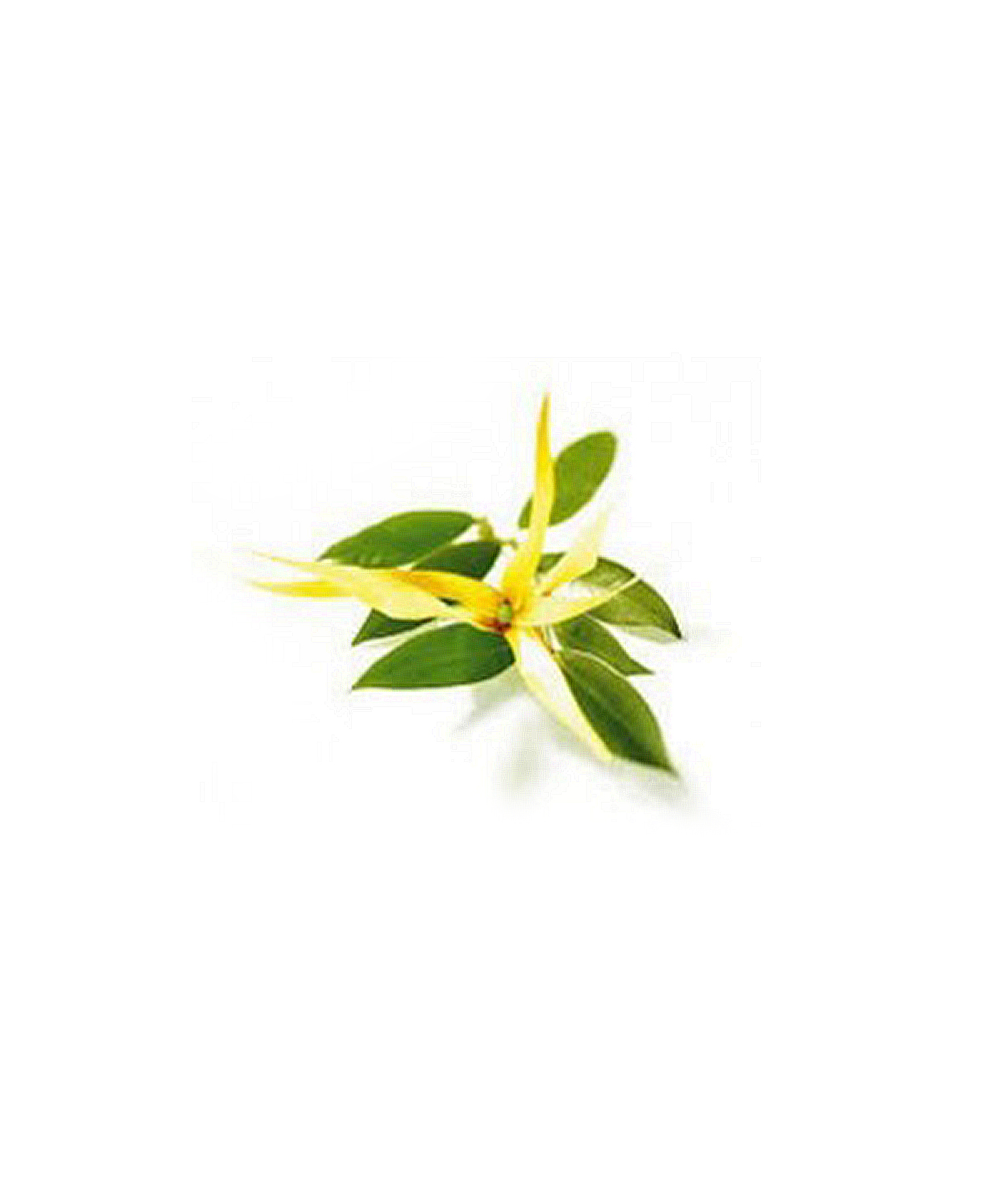 イランイラン エクストラ スペリア 5ml