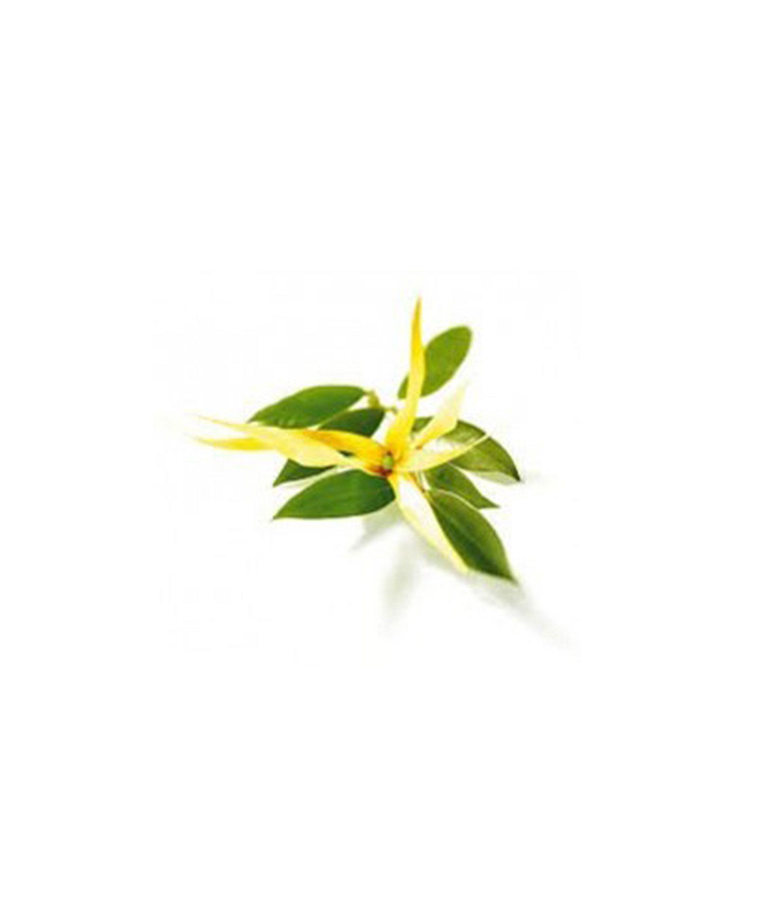 イランイラン エクストラ 5ml